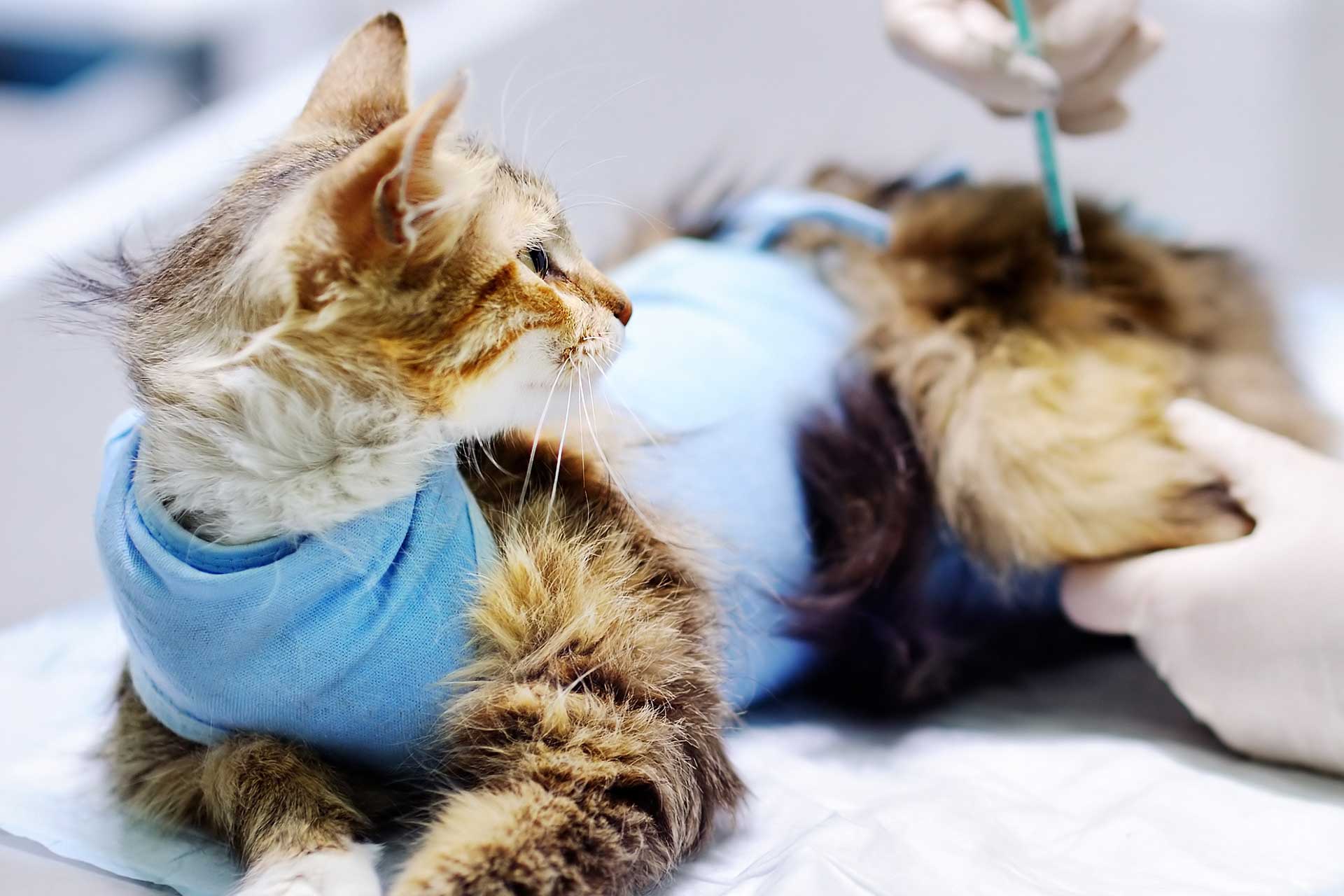 Cat with a bandage getting treatment