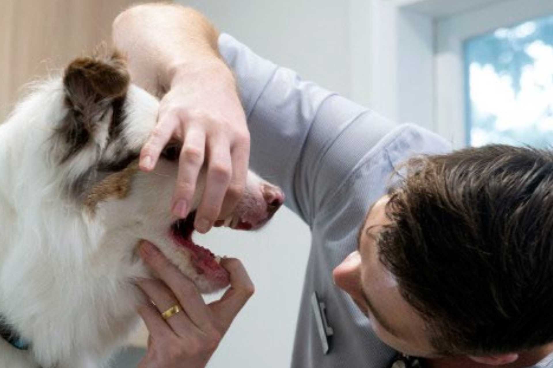 Dog having dental check