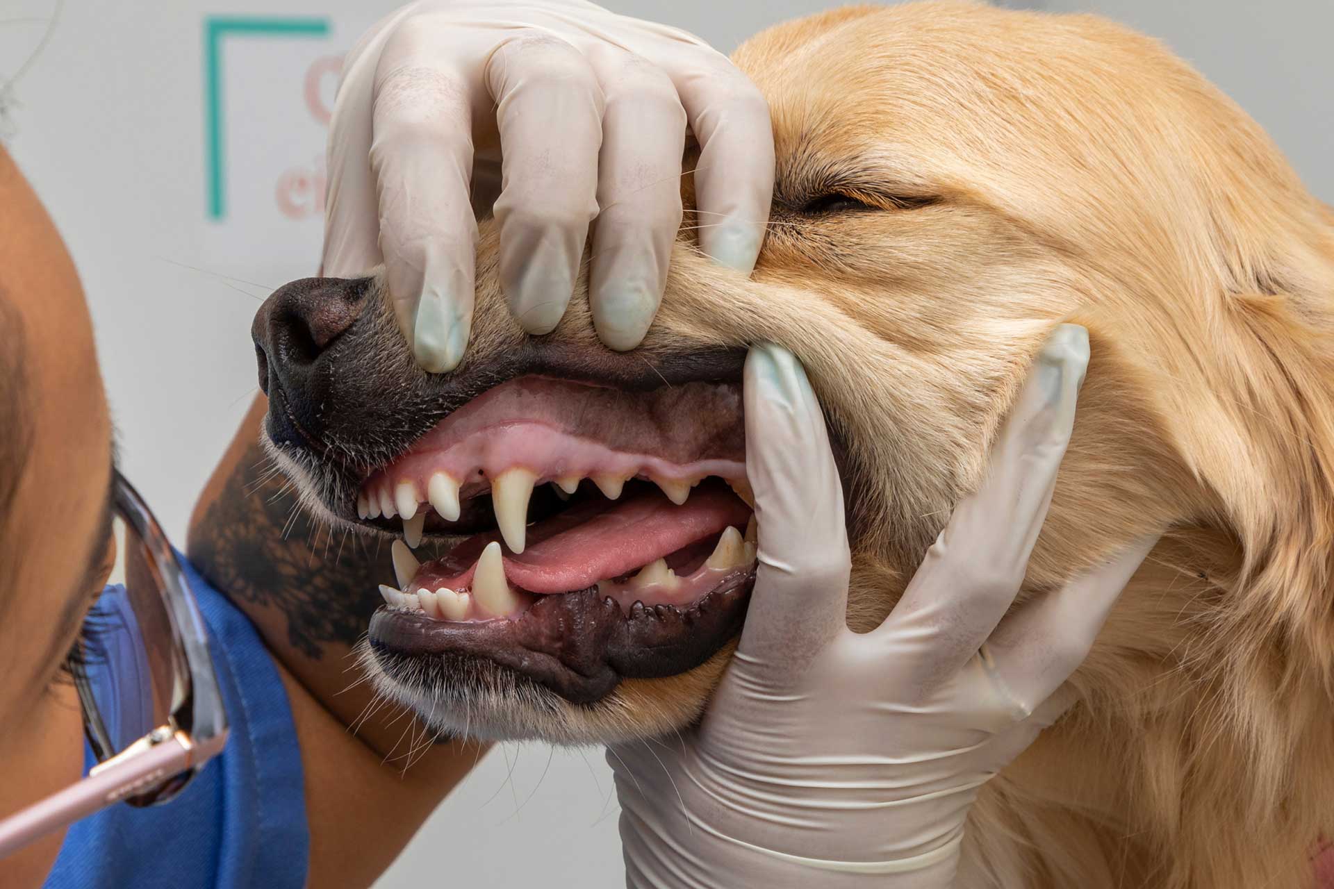 Dog getting dental check