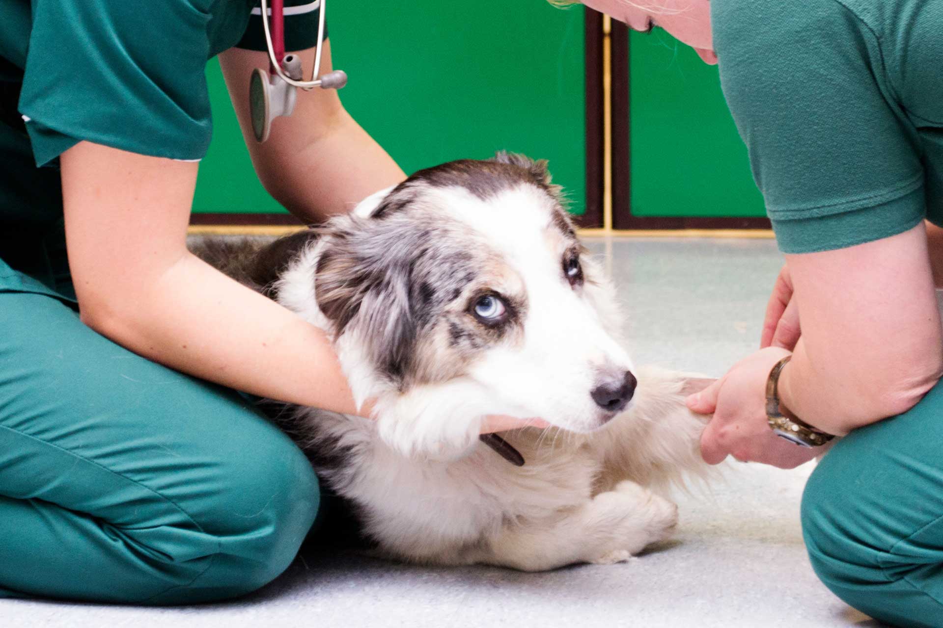 Dog in emergency room